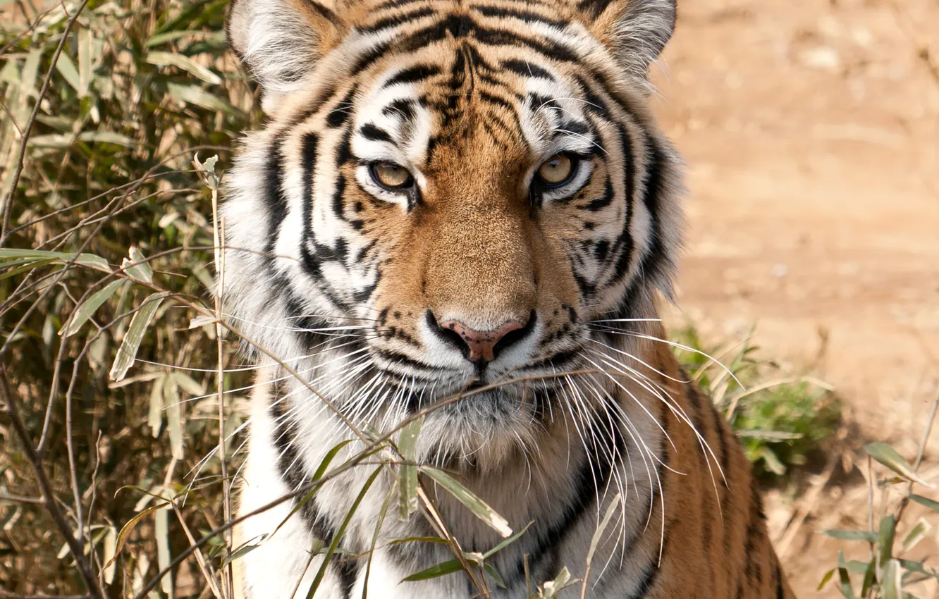 Photo wallpaper cat, look, face, tiger