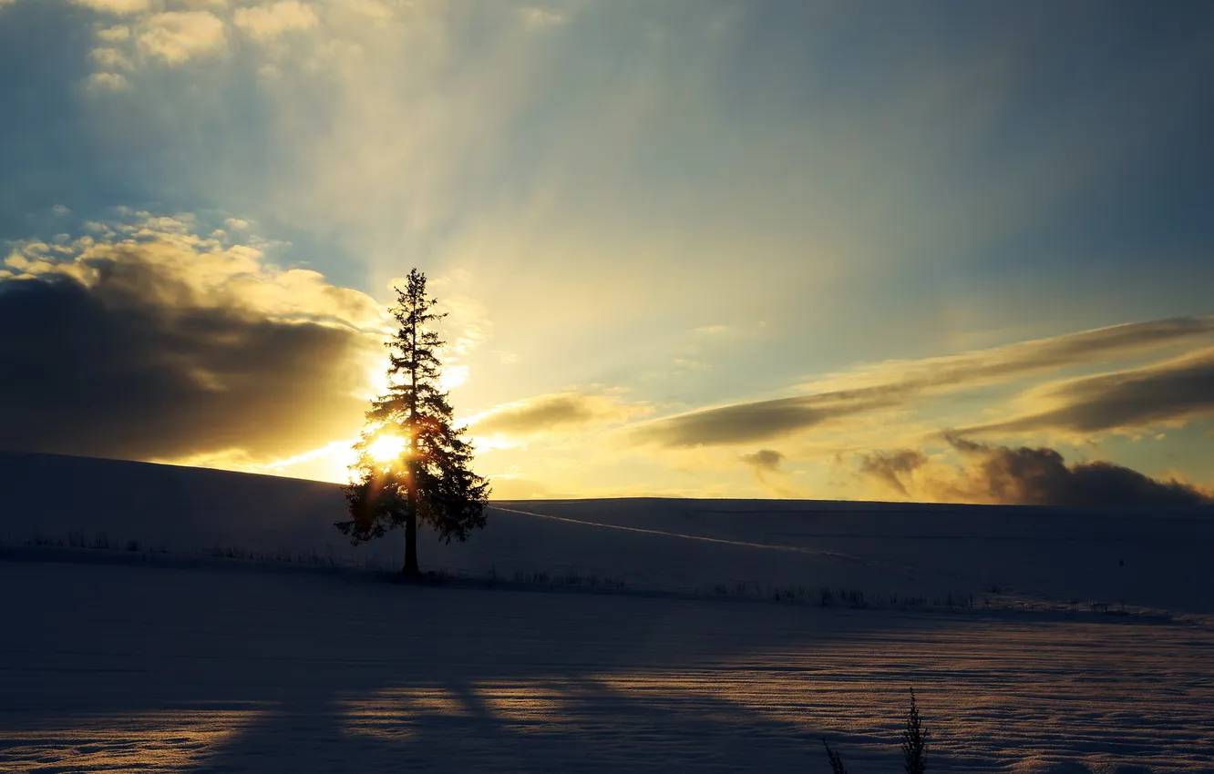 Photo wallpaper winter, snow, trees, sunset