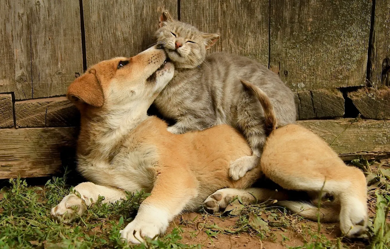 Photo wallpaper cat, cat, dog, friendship, friends