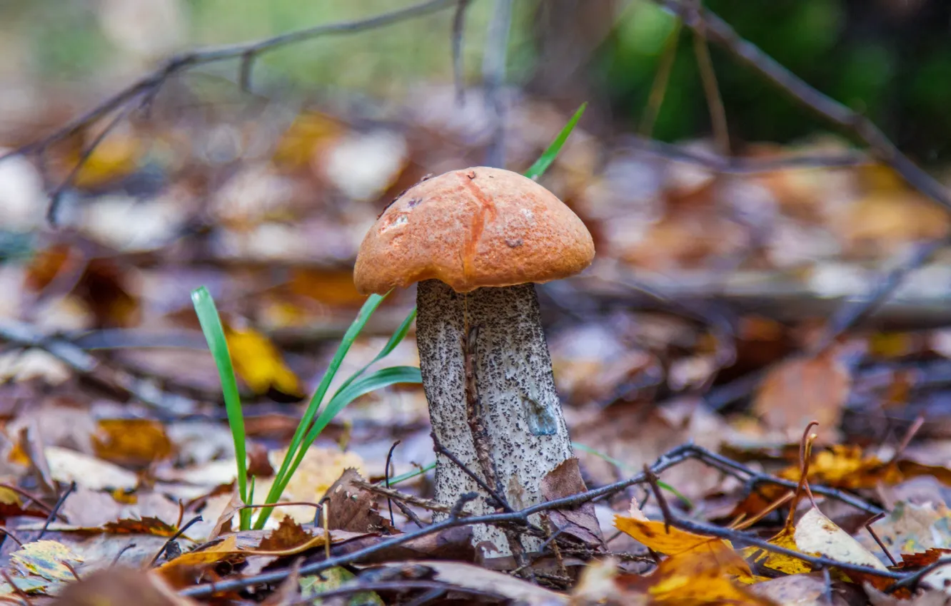 Photo wallpaper forest, mushrooms, boletus