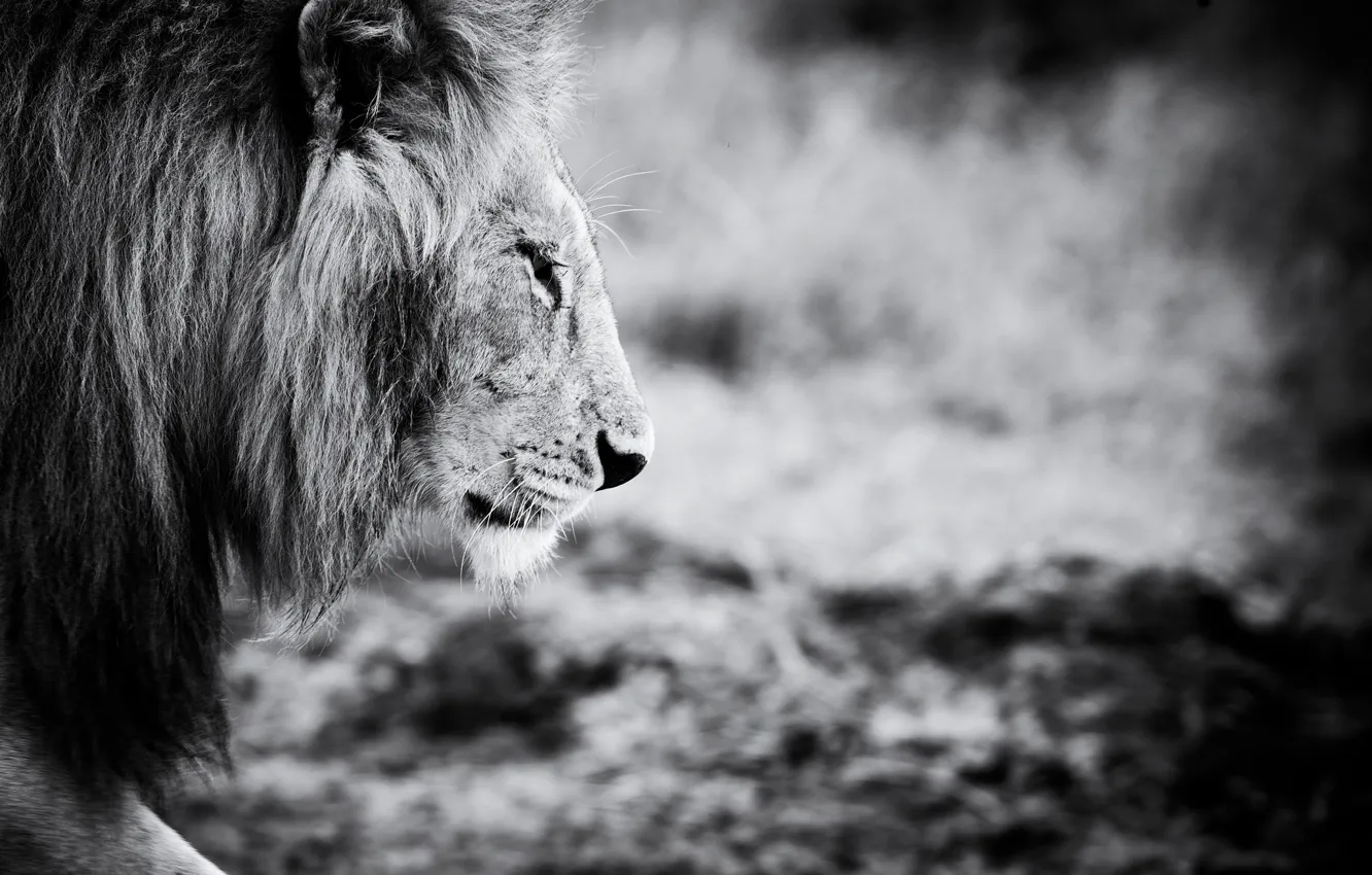 Photo wallpaper animal, Leo, black and white, animals, lion