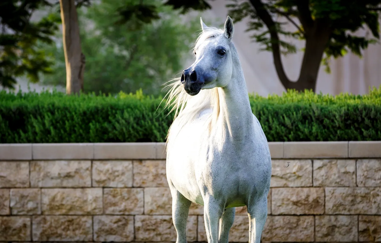 Photo wallpaper white, horse, horse, posing