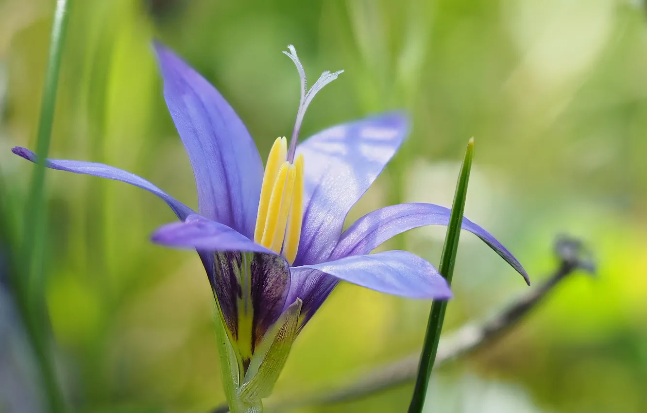 Photo wallpaper macro, flowers, petals, green background