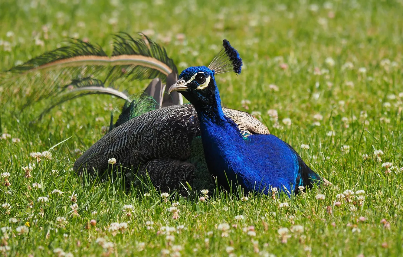 Photo wallpaper flowers, bird, peacock, weed