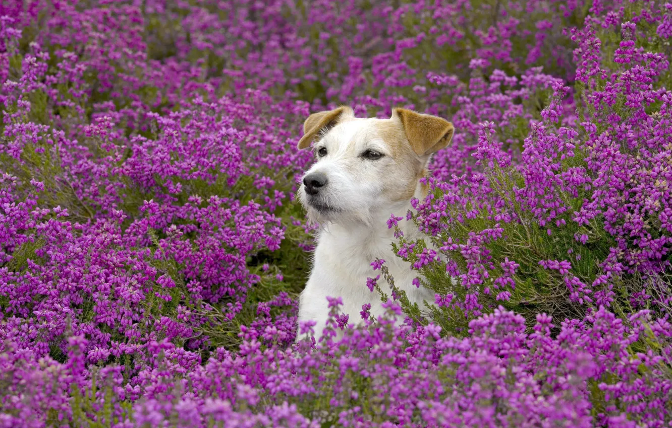 Photo wallpaper field, flowers, dog