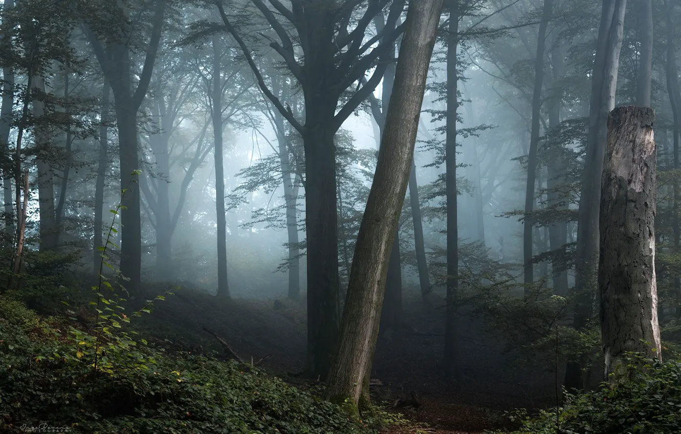 Photo wallpaper forest, trees, nature, fog