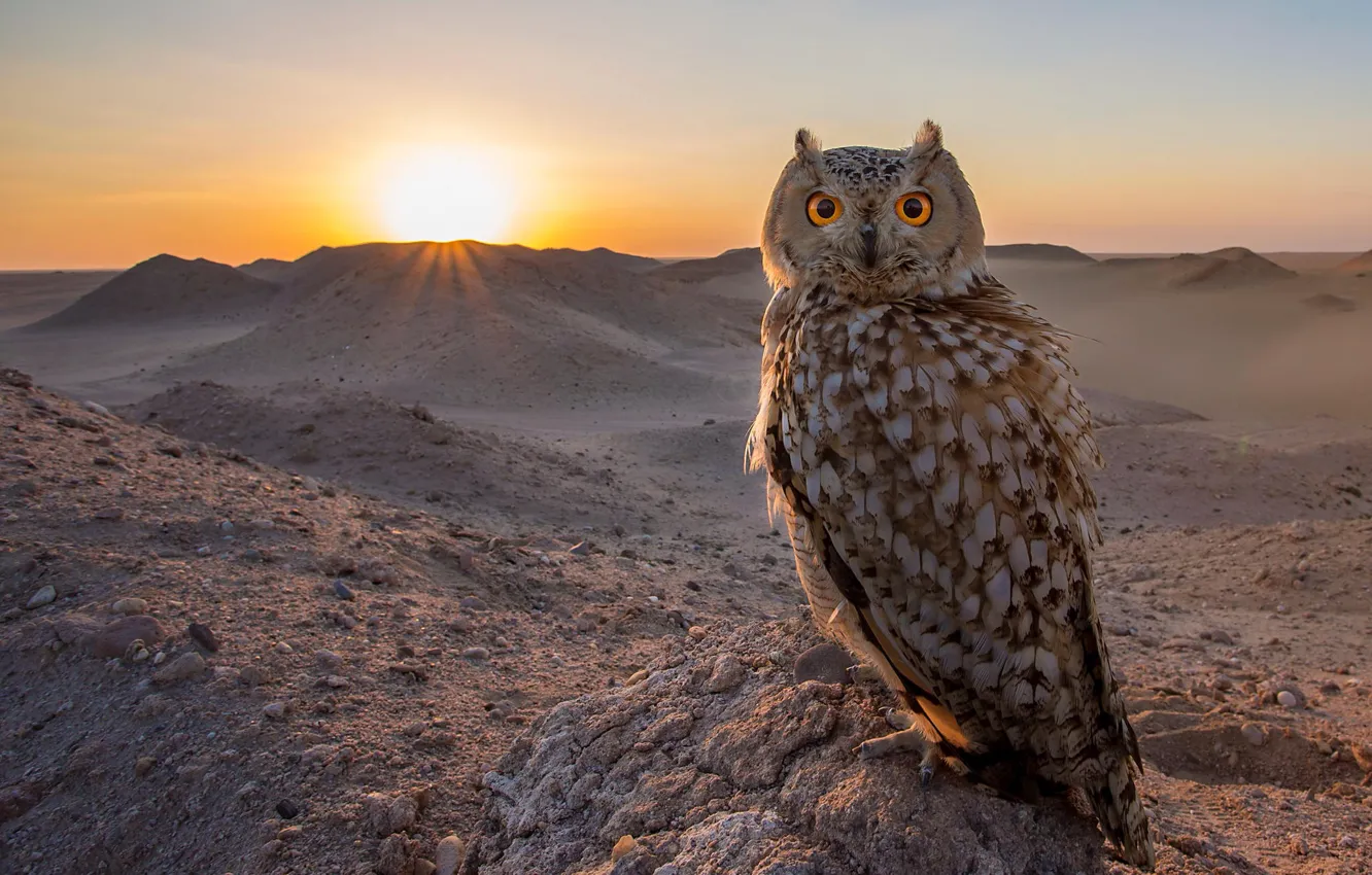Photo wallpaper sunset, owl, bird
