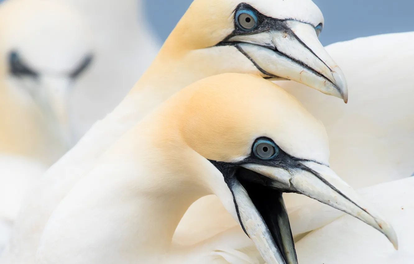 Photo wallpaper bird, beak, the Northern Gannet