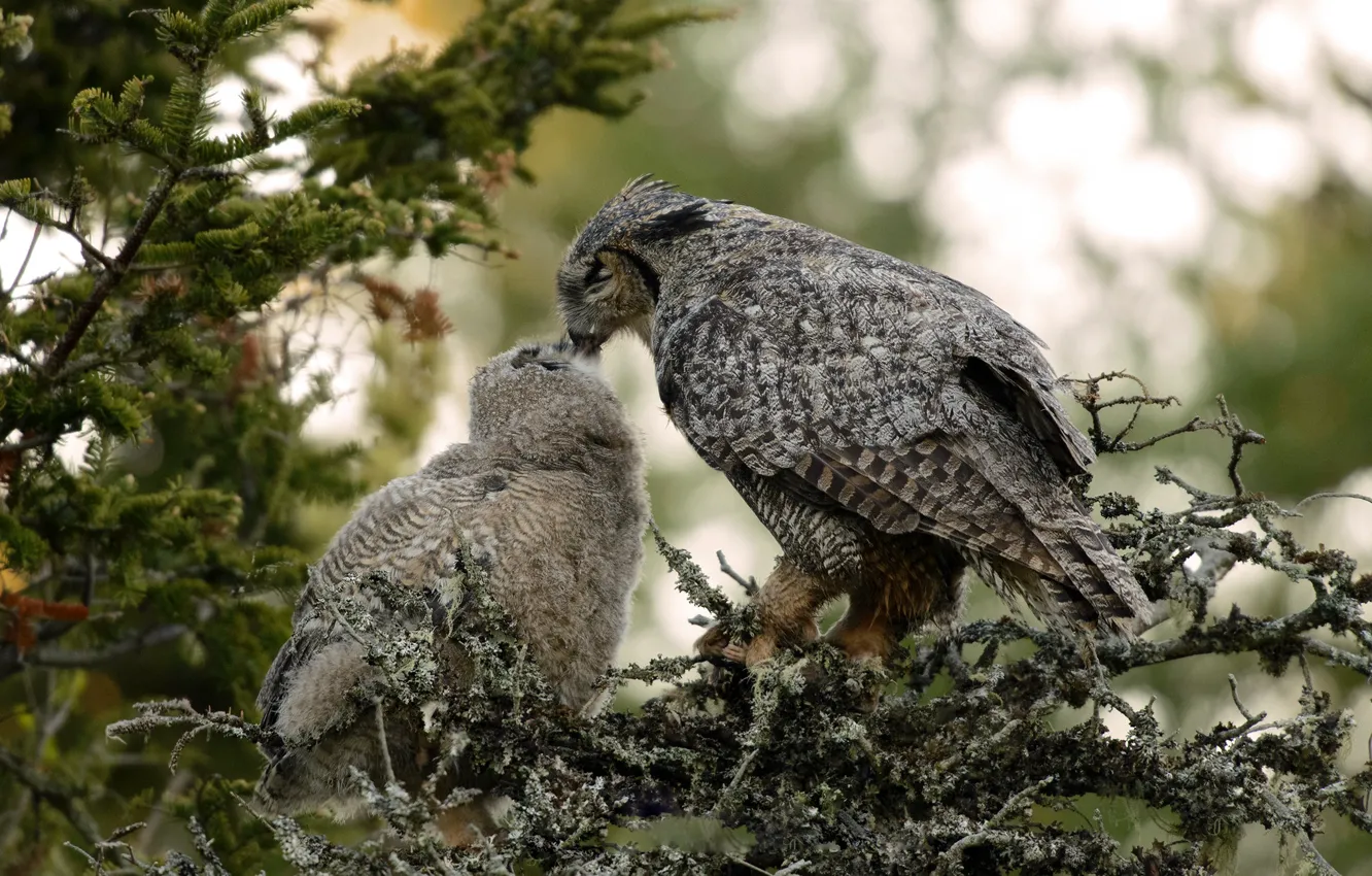 Photo wallpaper branches, owl, bird, two, needles, owl, owlet, feeding