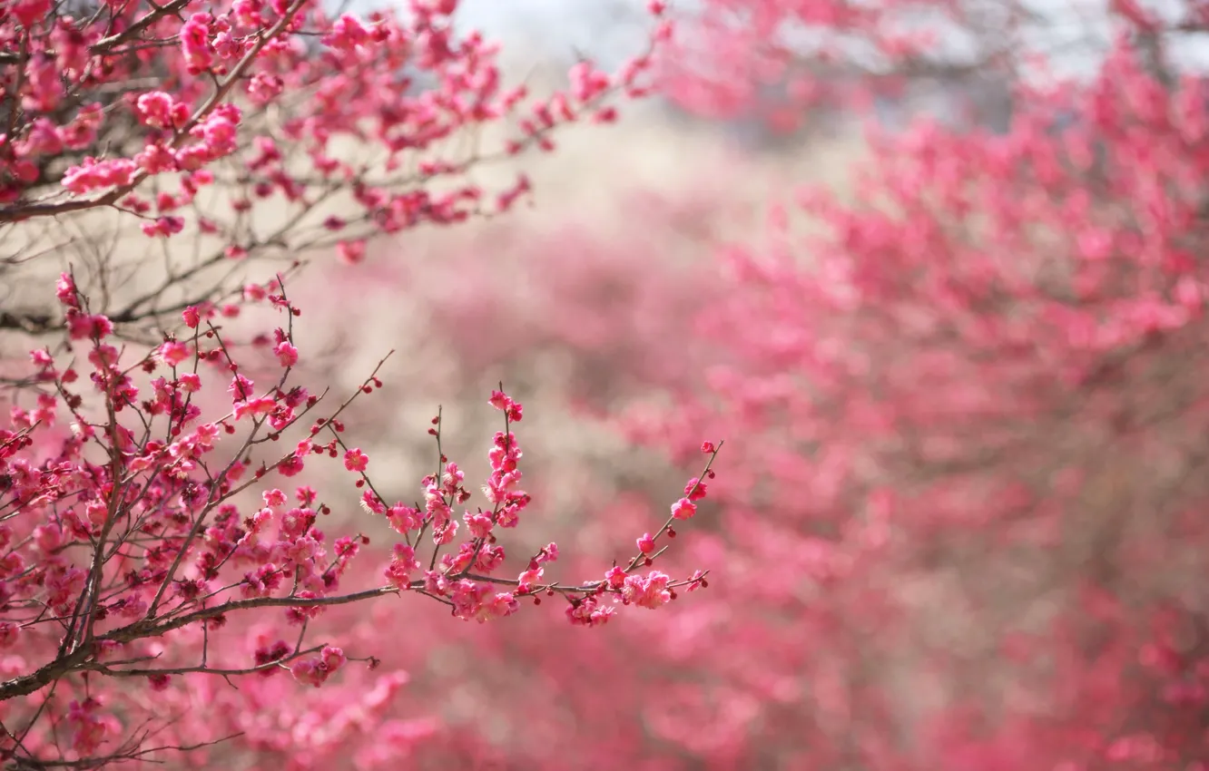Photo wallpaper flowers, branches, nature, background, pink, focus, spring, Sakura
