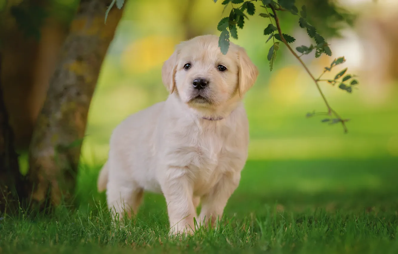 Photo wallpaper white, grass, look, leaves, trees, branches, lawn, glade