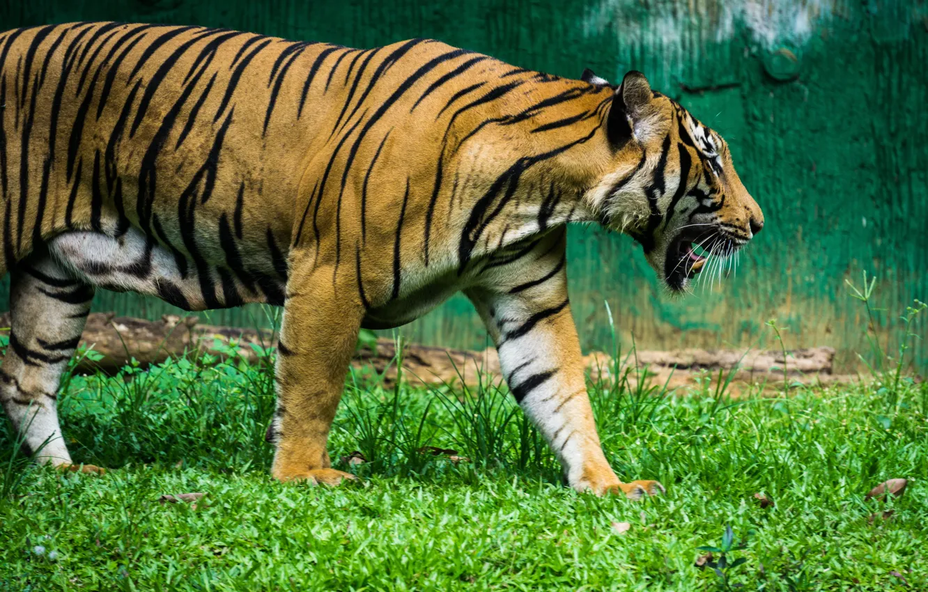 Photo wallpaper green, black, nature, tiger, stripes, animal, zoo, Malaysia
