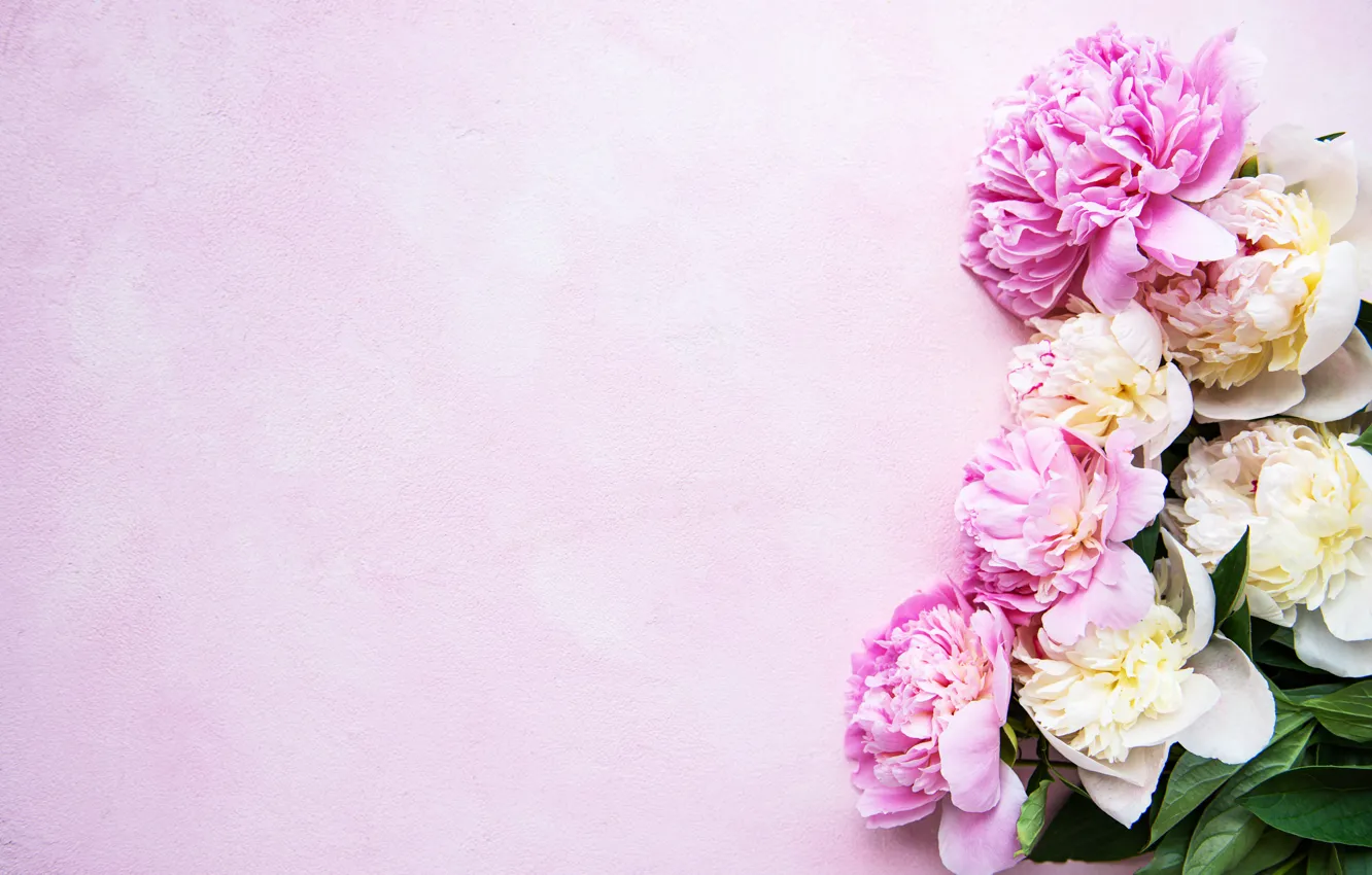 Photo wallpaper flowers, petals, pink background, pink, flowers, peonies, petals, peonies