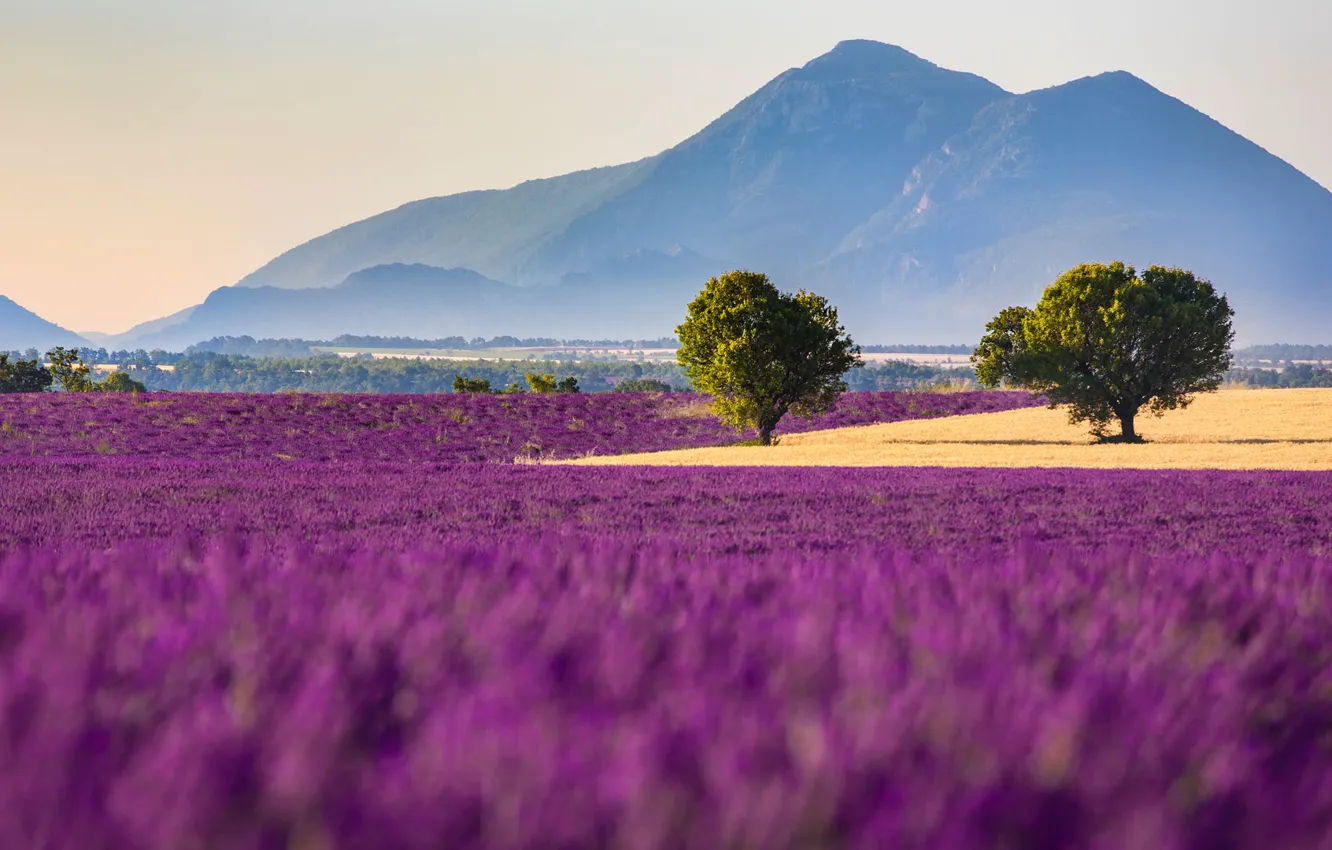 Photo wallpaper field, flowers, mountains, France, lavender, Provence-Alpes-Cote d'azur, Valensole