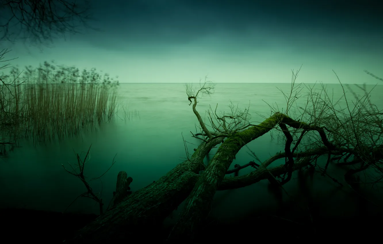 Photo wallpaper trees, green, lake, background, twilight