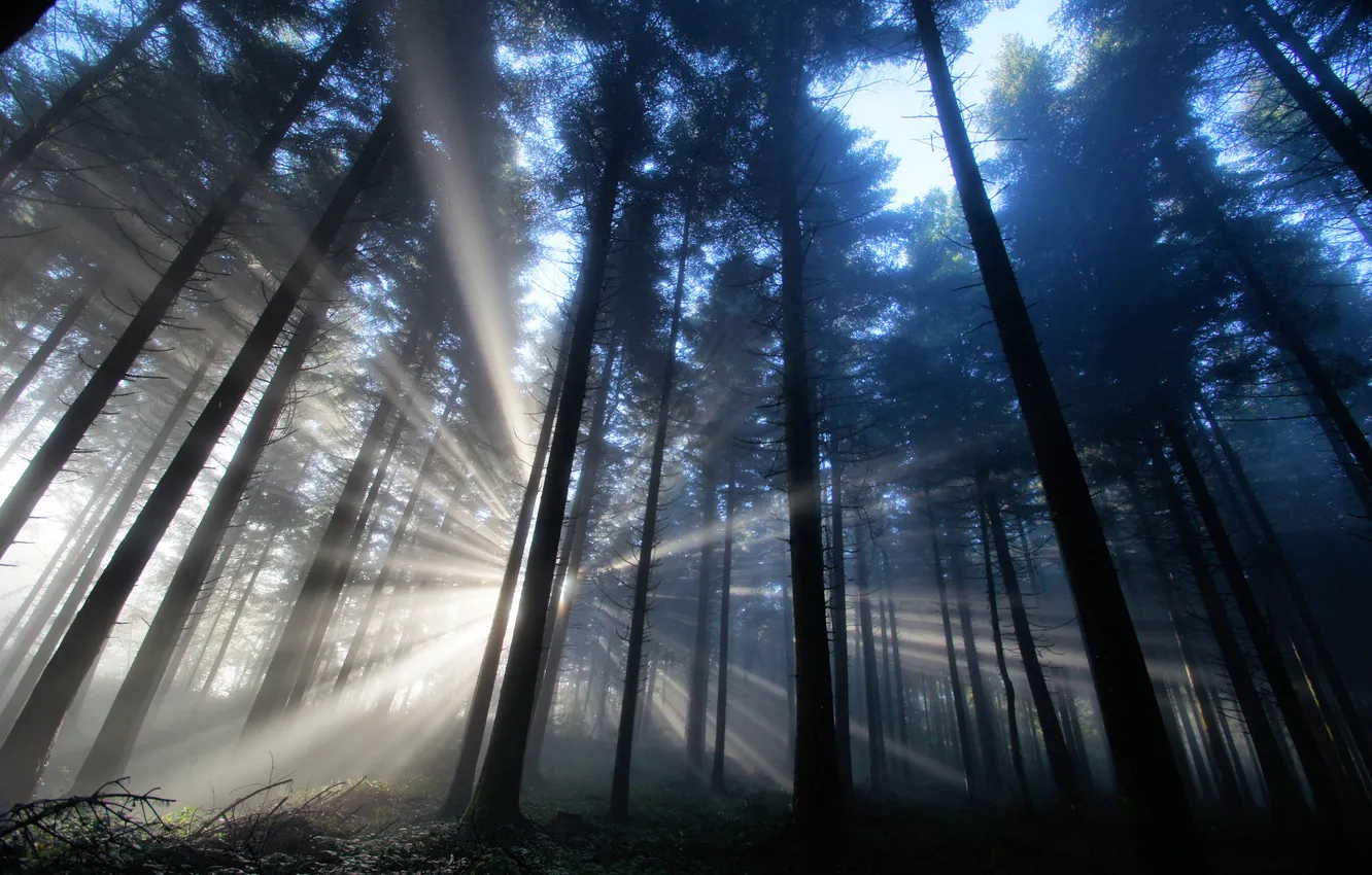 Photo wallpaper forest, rays, light, nature