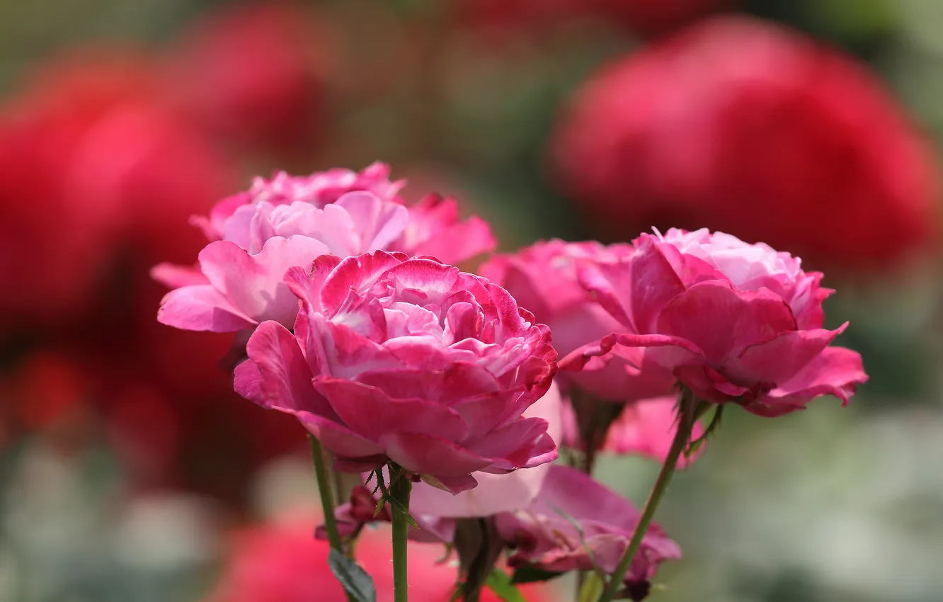 Photo wallpaper rose, Bush, petals