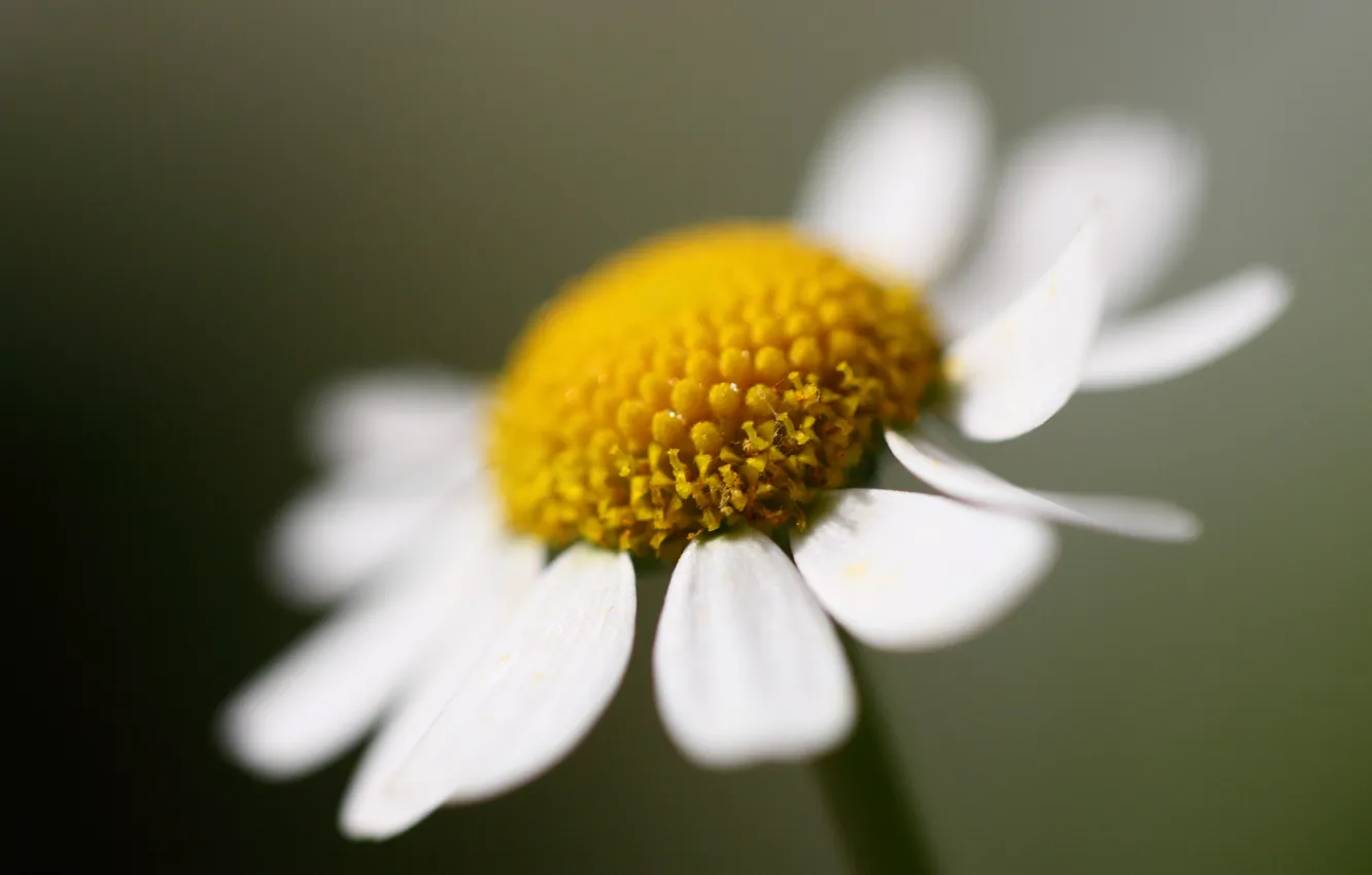Photo wallpaper flowers, one, chamomile, large