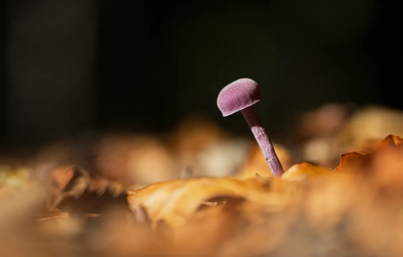 Photo wallpaper autumn, nature, mushrooms