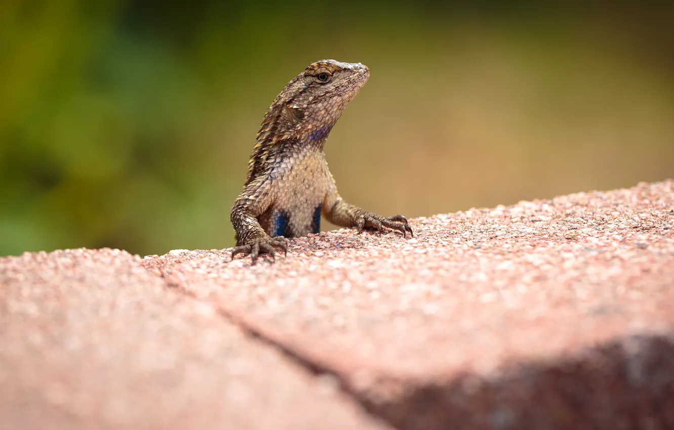 Photo wallpaper look, pose, background, brick, lizard, reptile