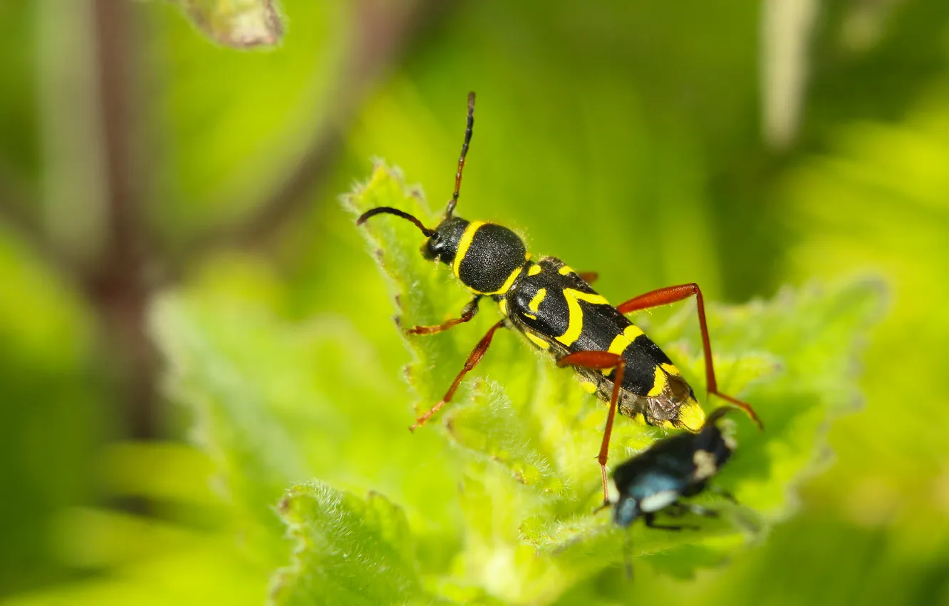 Photo wallpaper black, yellow, insect