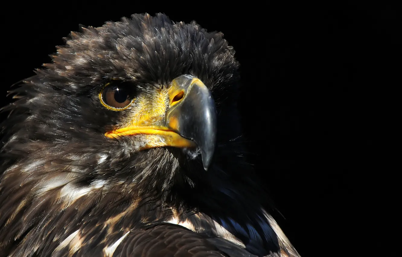 Photo wallpaper background, bird, predator, beak, hawk