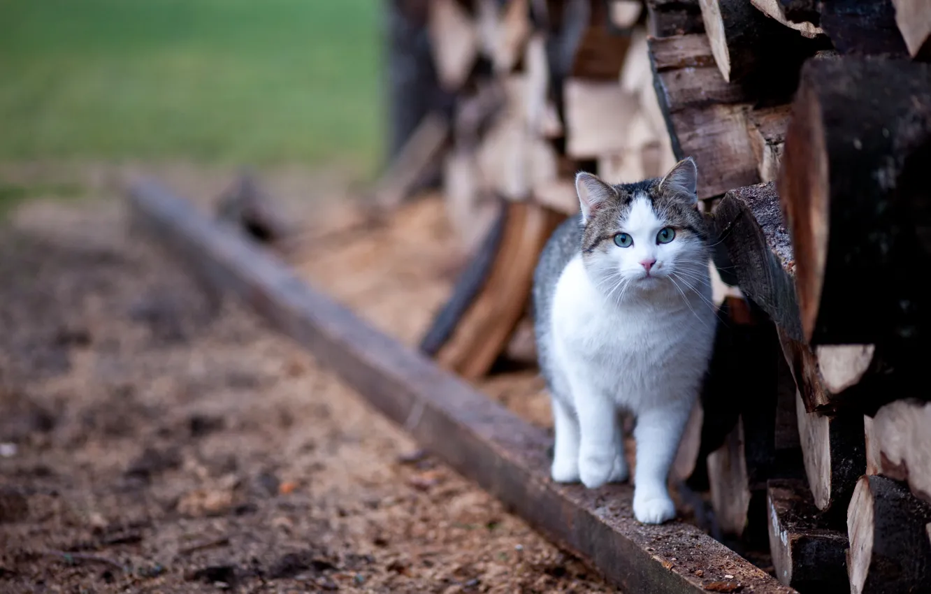 Photo wallpaper cat, eyes, blur, logs