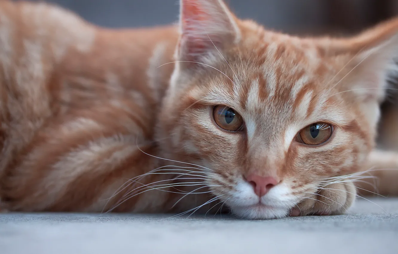 Photo wallpaper cat, look, muzzle, red, cat