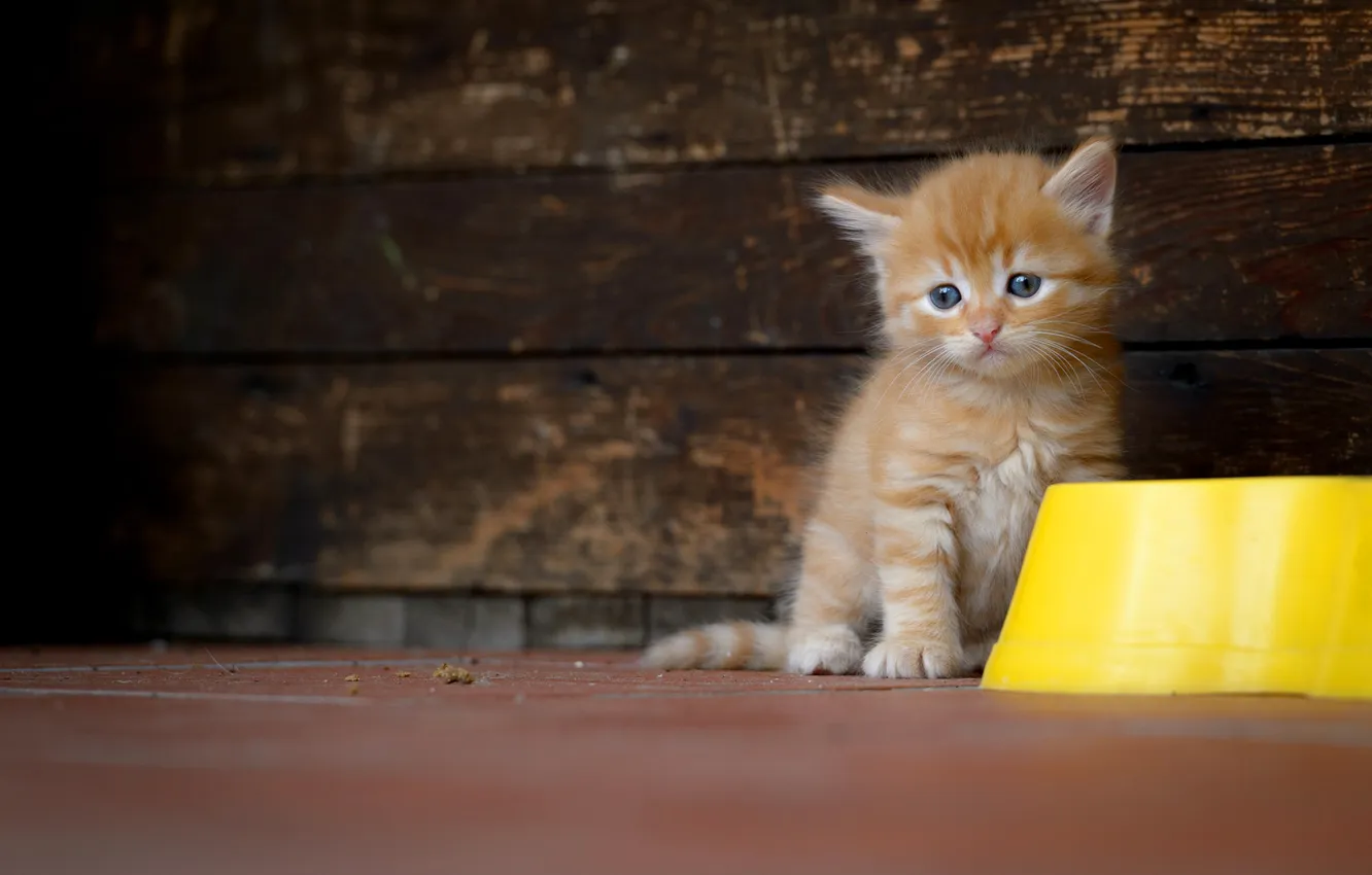 Photo wallpaper sadness, cat, look, yellow, pose, wall, Board, baby