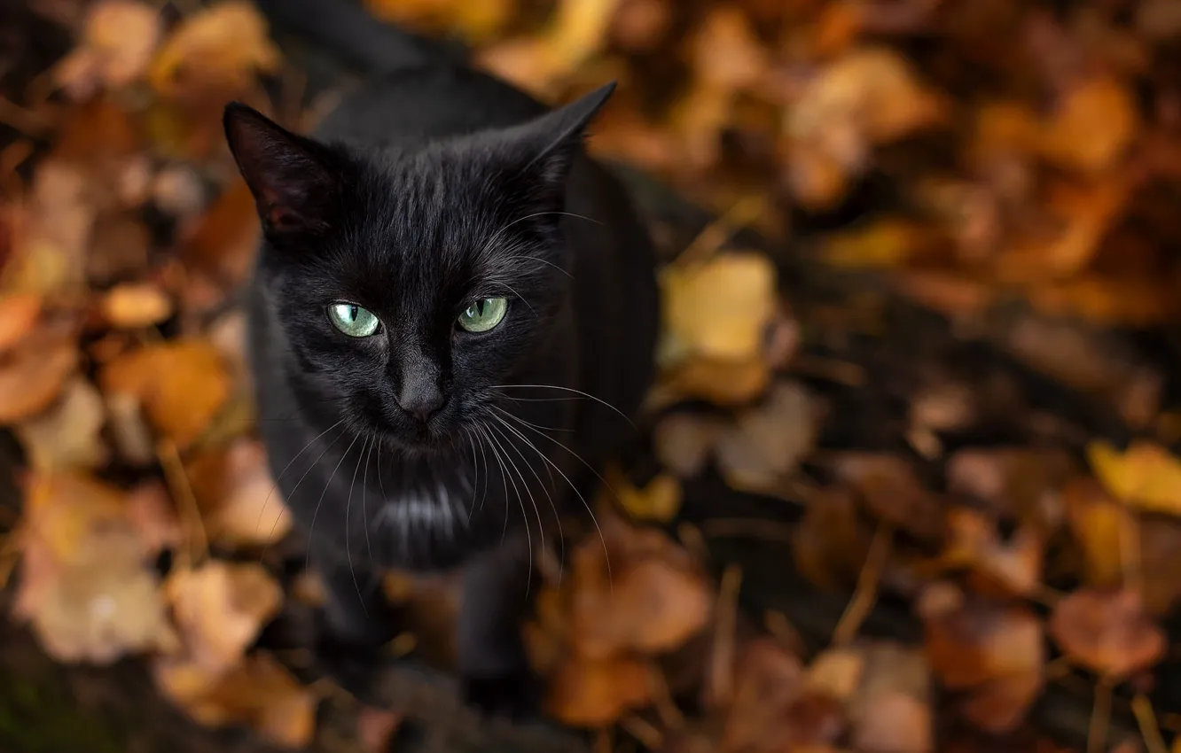 Photo wallpaper autumn, cat, cat, look, face, nature, foliage, black