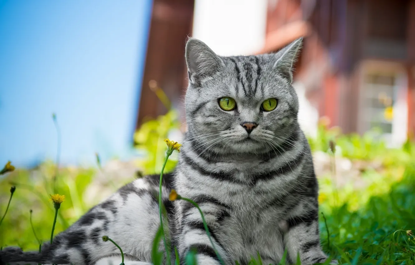 Photo wallpaper cat, grass, cat, flowers, lies