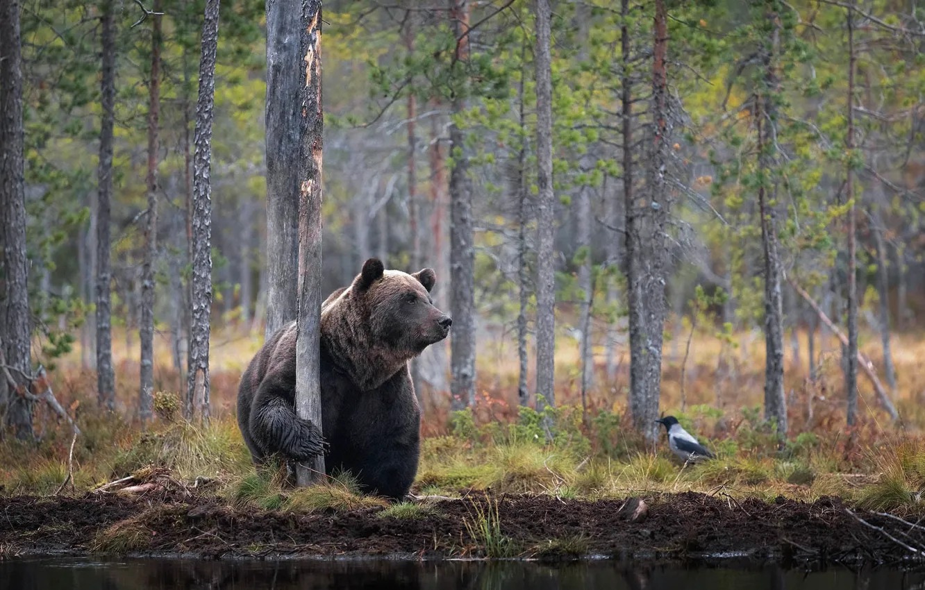 Photo wallpaper forest, nature, bear