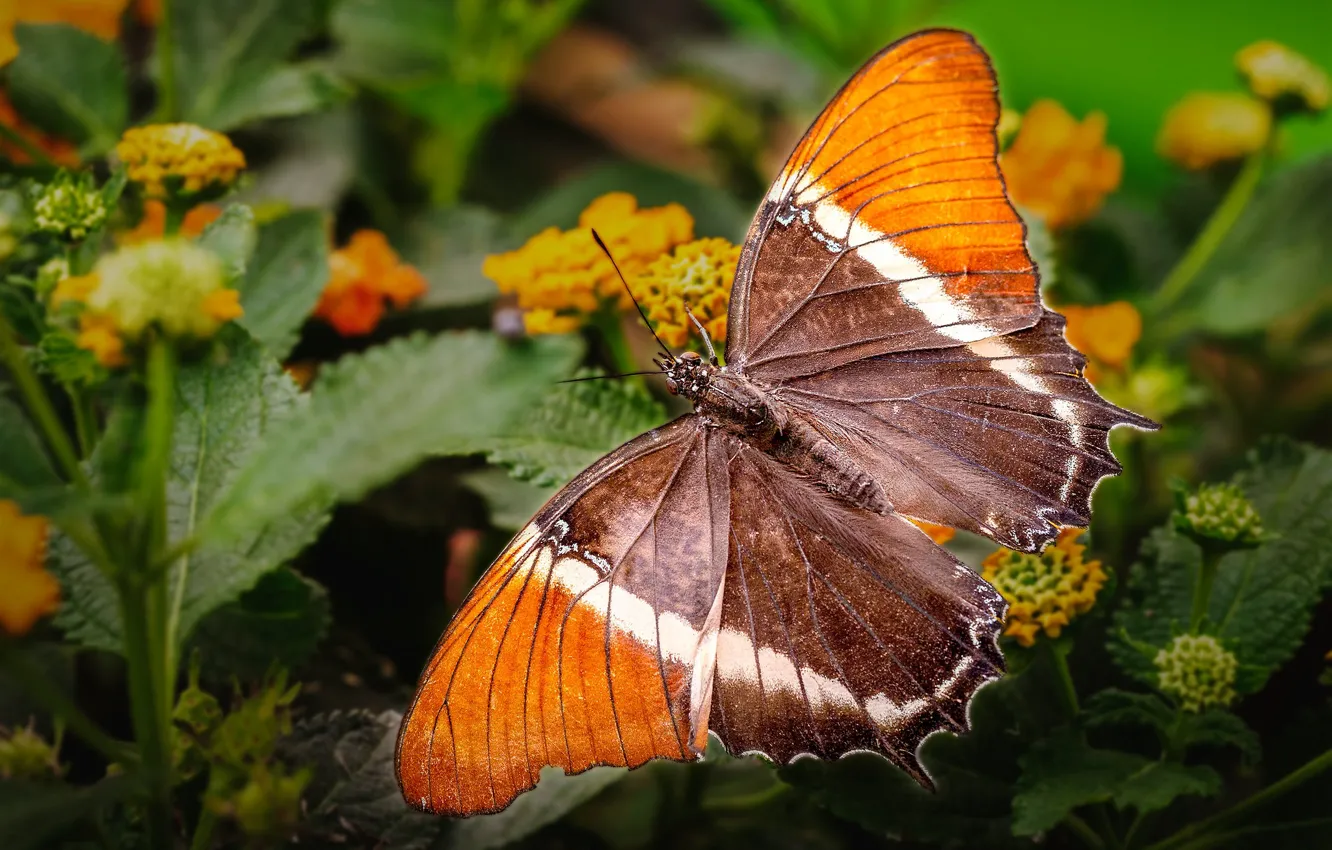 Photo wallpaper macro, flowers, orange, nature, butterfly, plant, insect