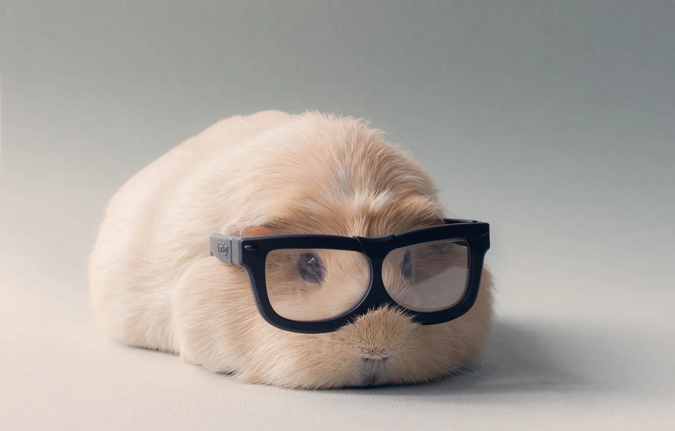 Photo wallpaper glasses, Guinea pig, light background