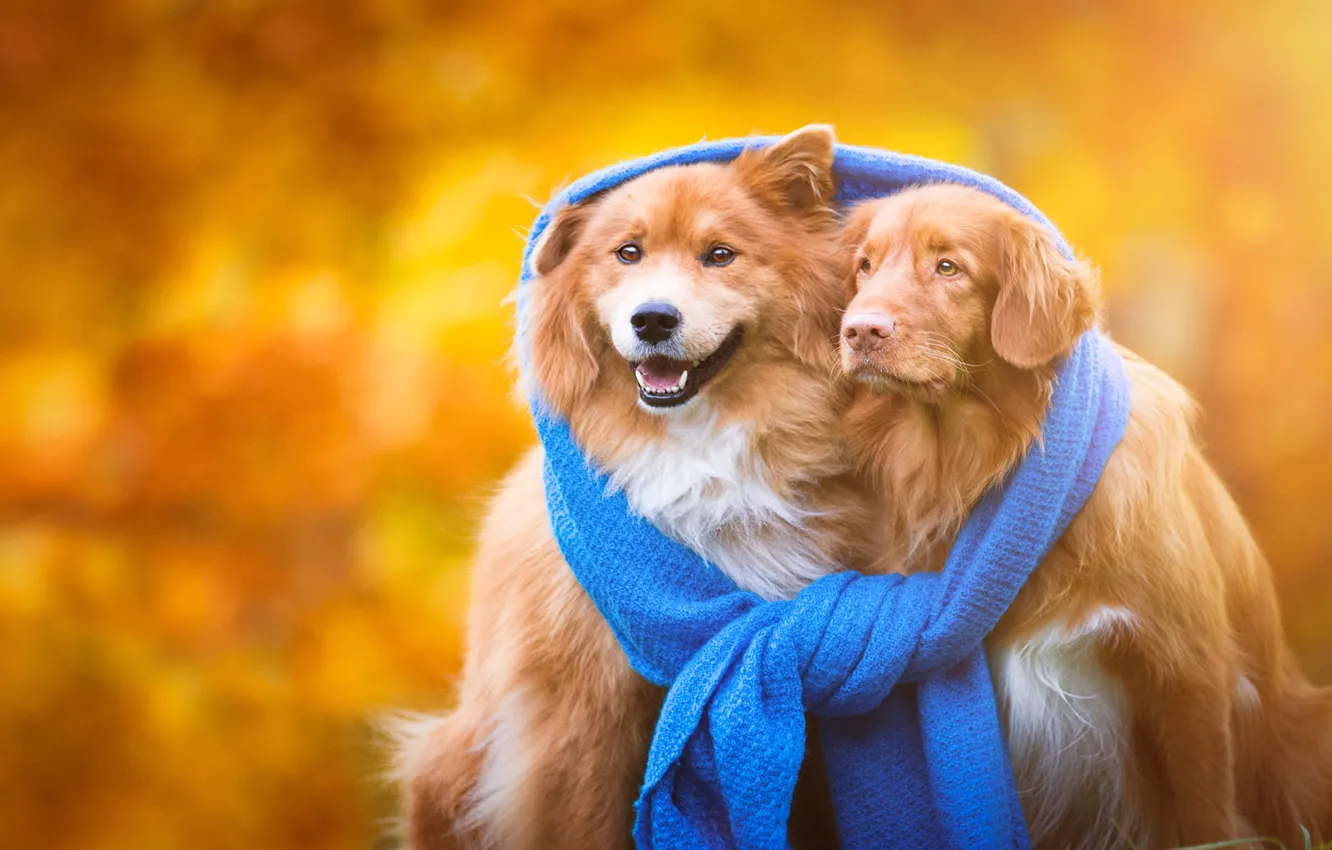 Photo wallpaper autumn, dogs, heat, background, scarf, puppies, friendship, pair