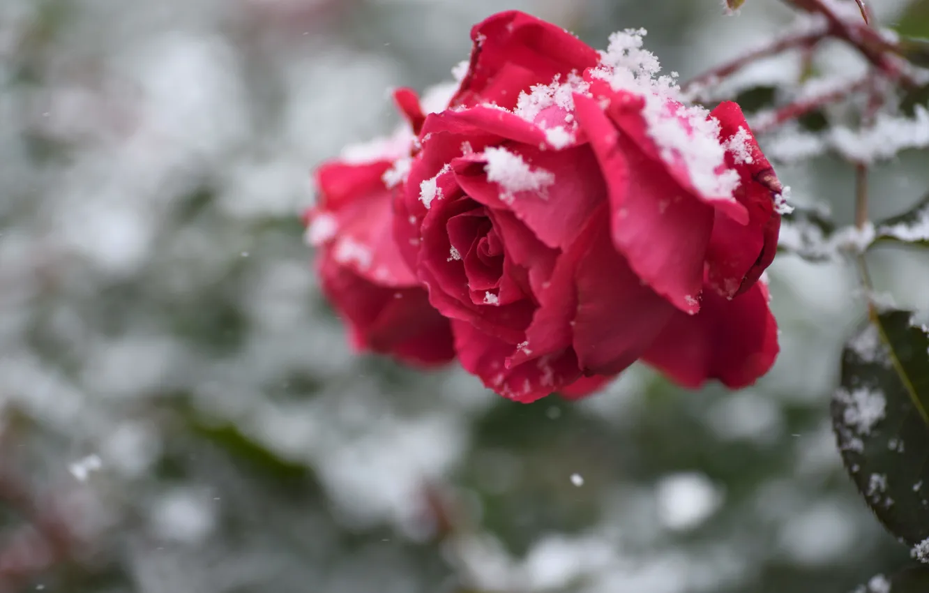 Photo wallpaper snow, roses, buds, bokeh
