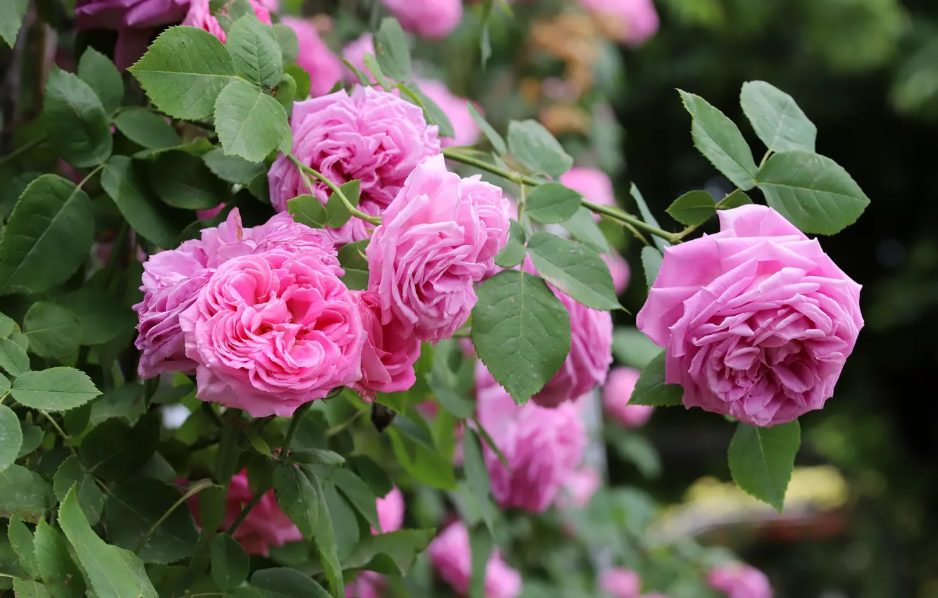 Photo wallpaper nature, roses, flowering, the bushes