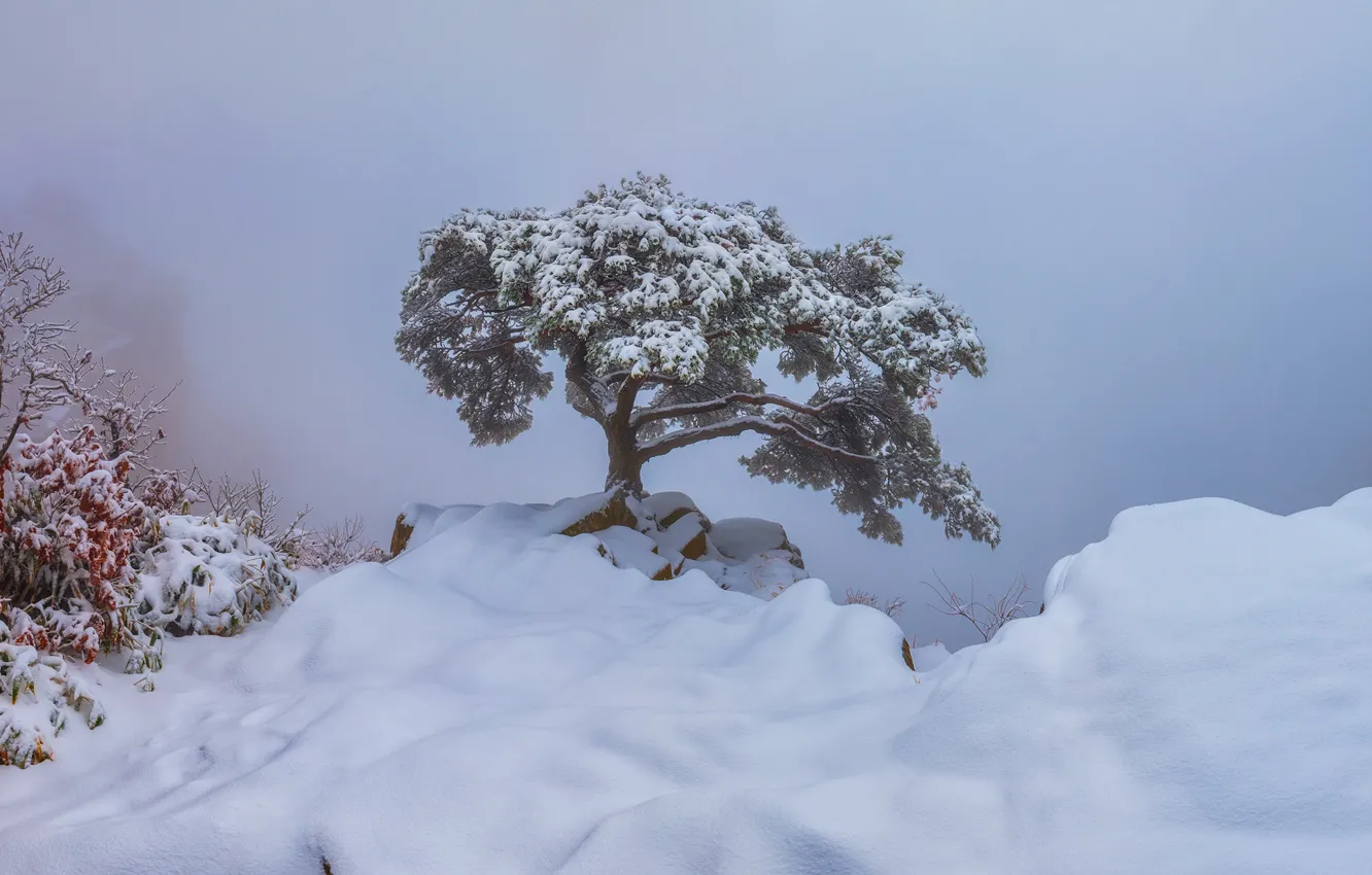 Photo wallpaper winter, snow, fog, stones, tree, in the snow, the snow, the bushes