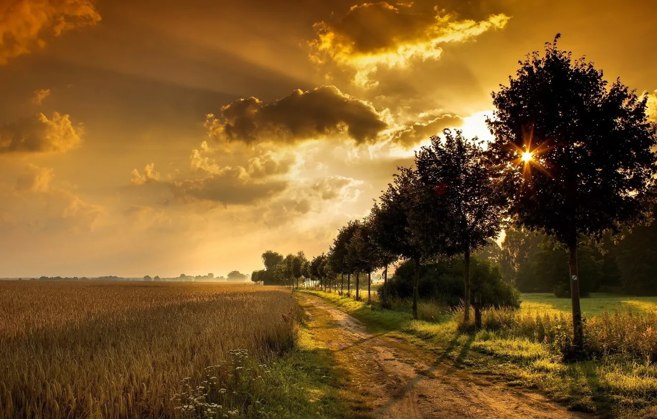 Photo wallpaper road, sunset, through trees, wheat fields