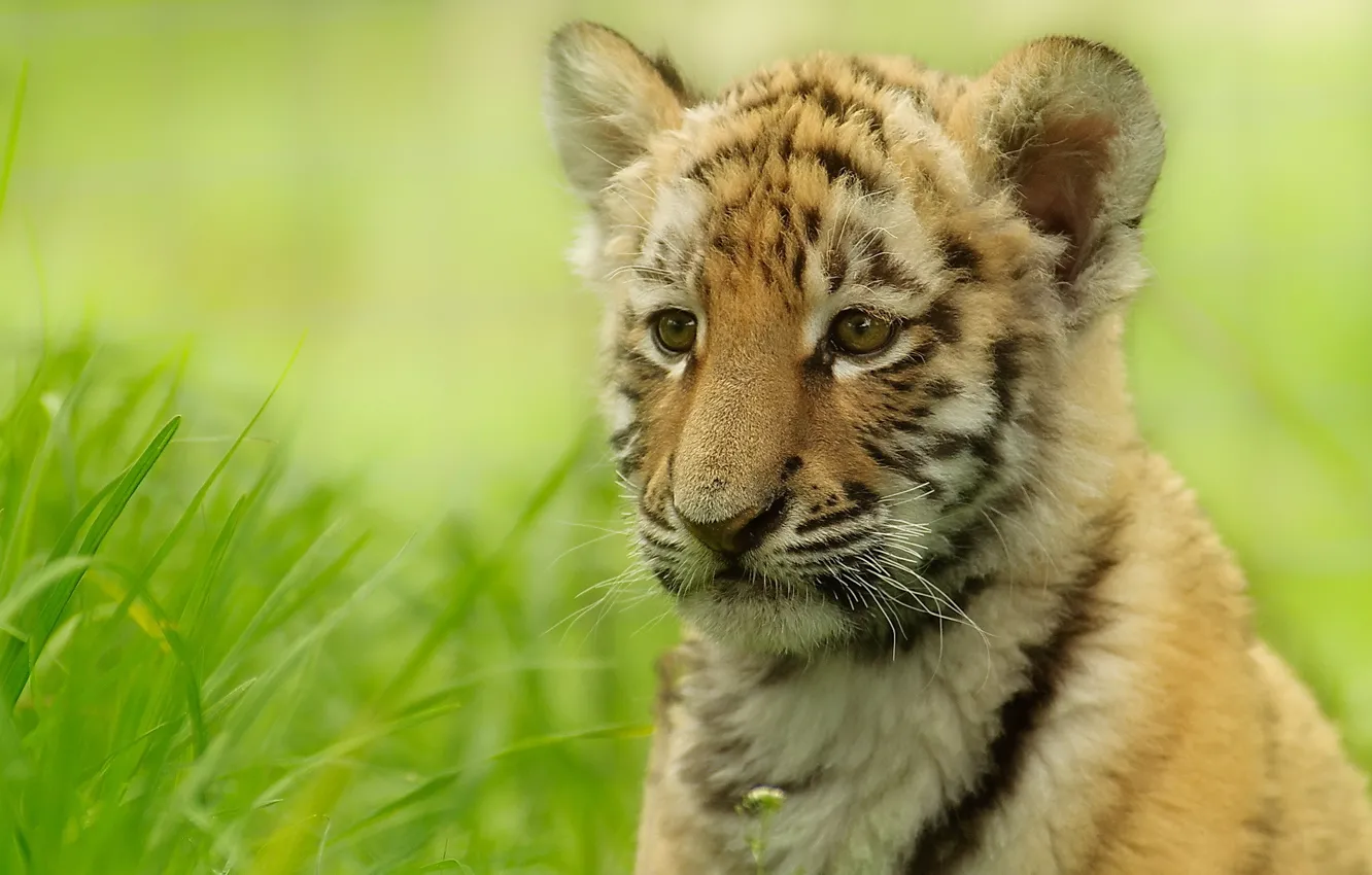 Photo wallpaper grass, tiger, blur, tiger