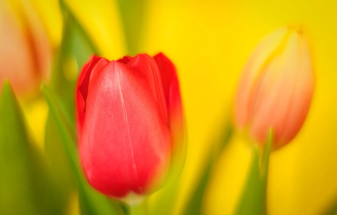 Photo wallpaper macro, Tulip, spring, petals