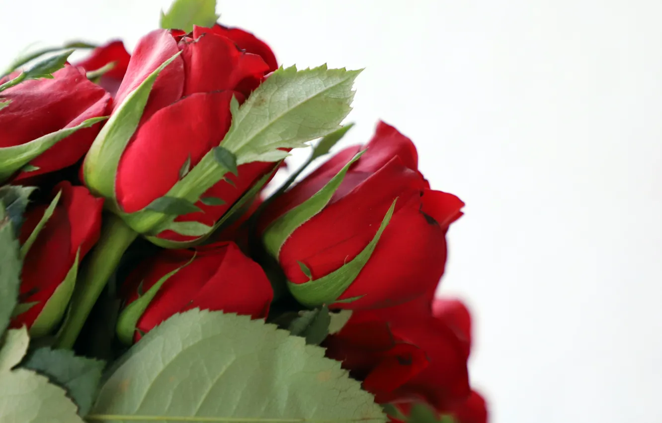 Photo wallpaper flowers, bouquet, buds, red roses