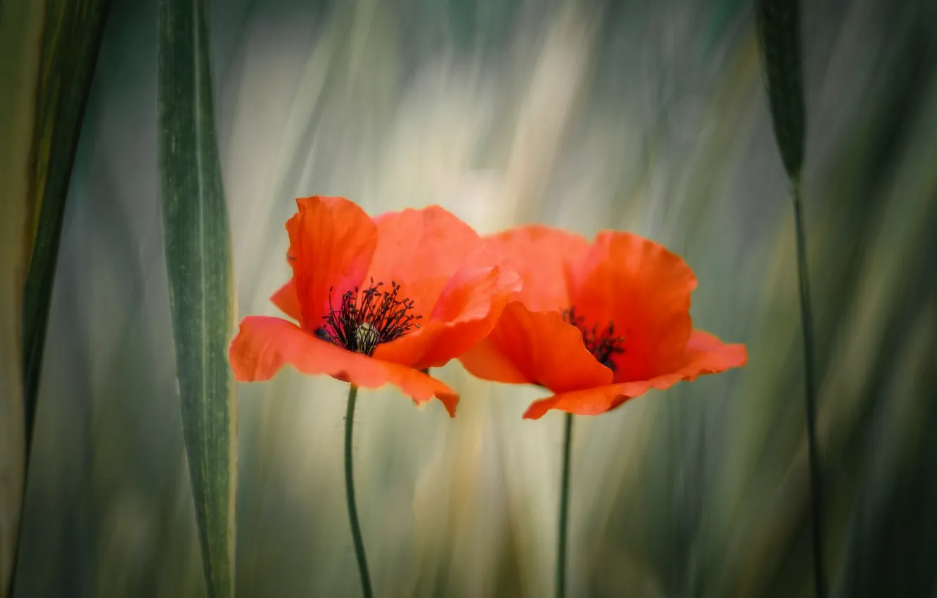 Photo wallpaper summer, flowers, Maki