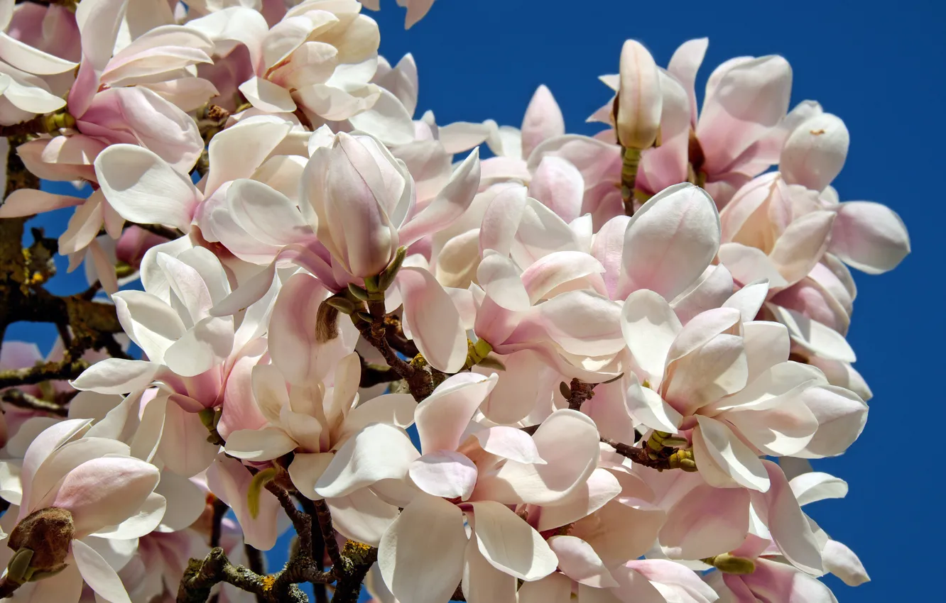 Photo wallpaper flowers, branches, nature, Park, tree, spring, Magnolia, tulip