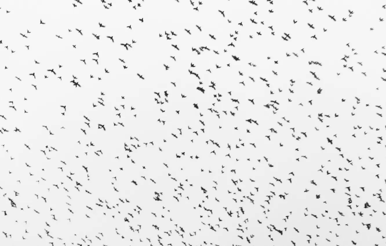 Photo wallpaper the sky, bird, crows, black and white, Batraz Tabuev