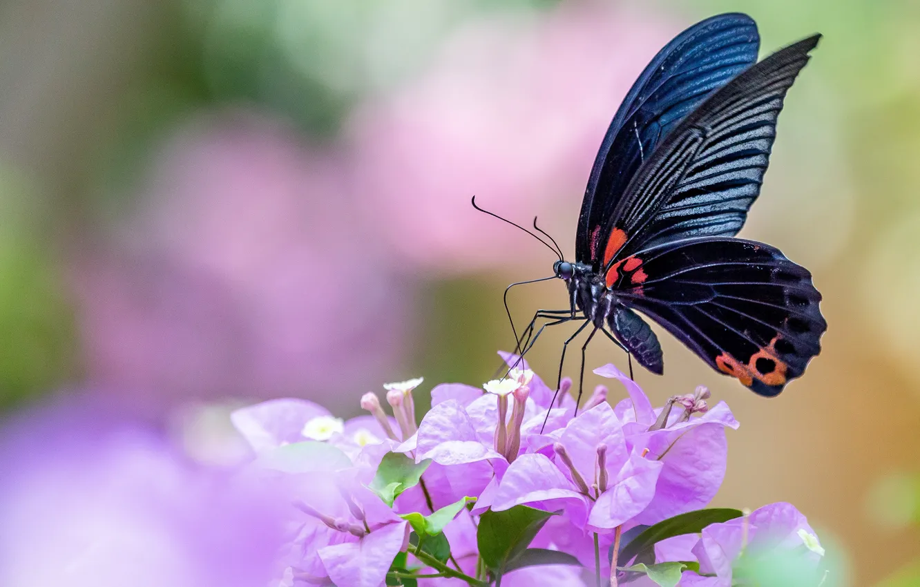 Photo wallpaper macro, flowers, background, butterfly, black, insect, pink, bougainvillea
