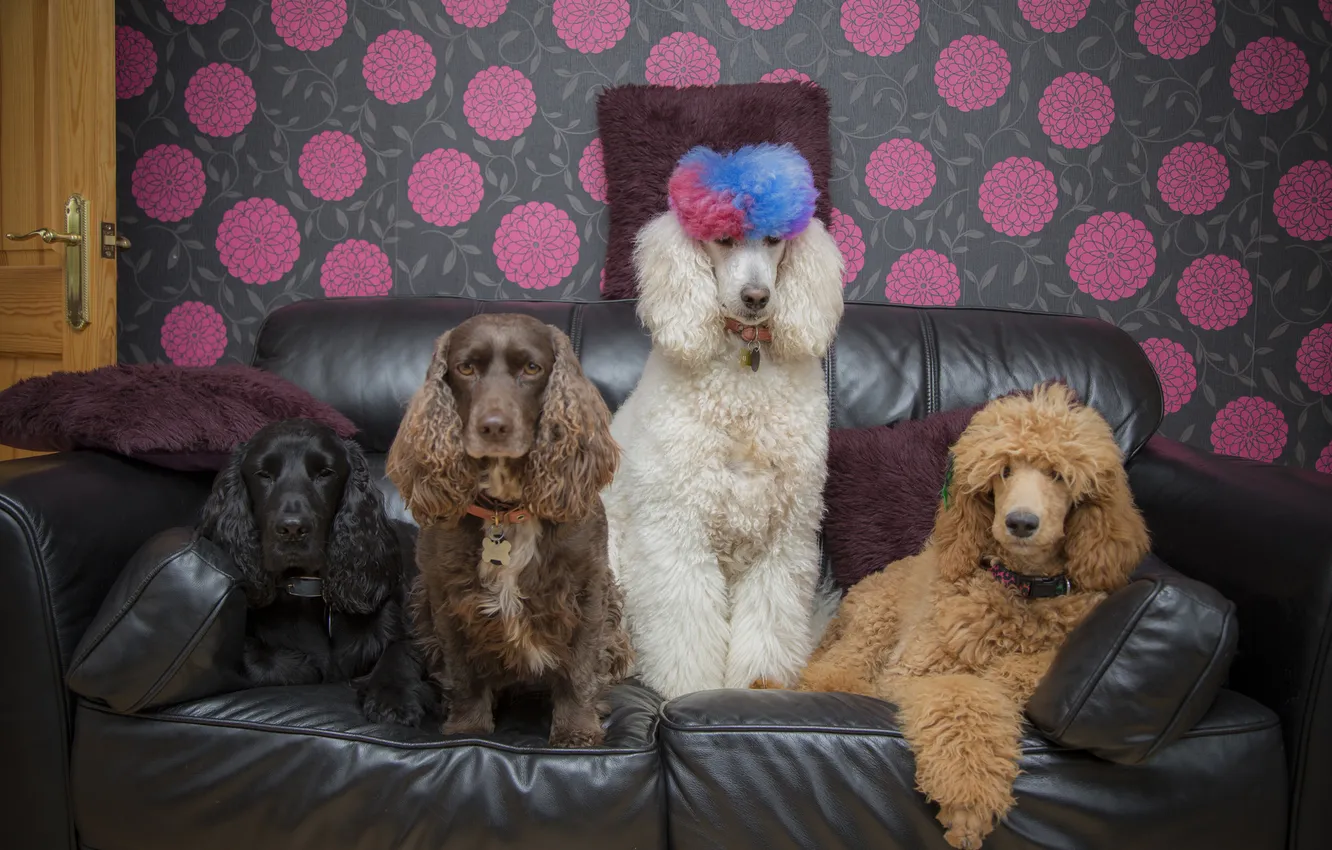 Photo wallpaper animals, dogs, sofa, sitting, funny, poodles, Cocker spaniels