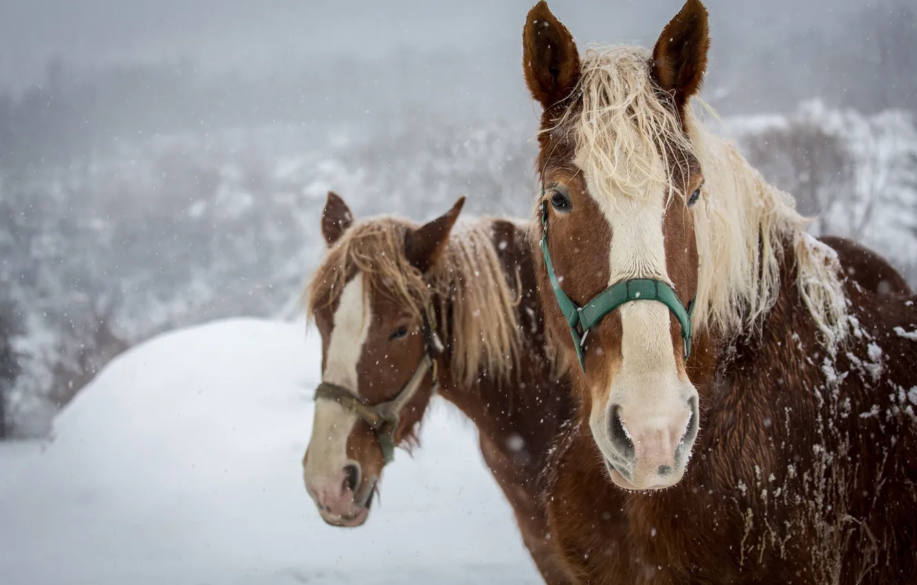 Photo wallpaper winter, face, snow, horses, horse, pair, mane, bangs