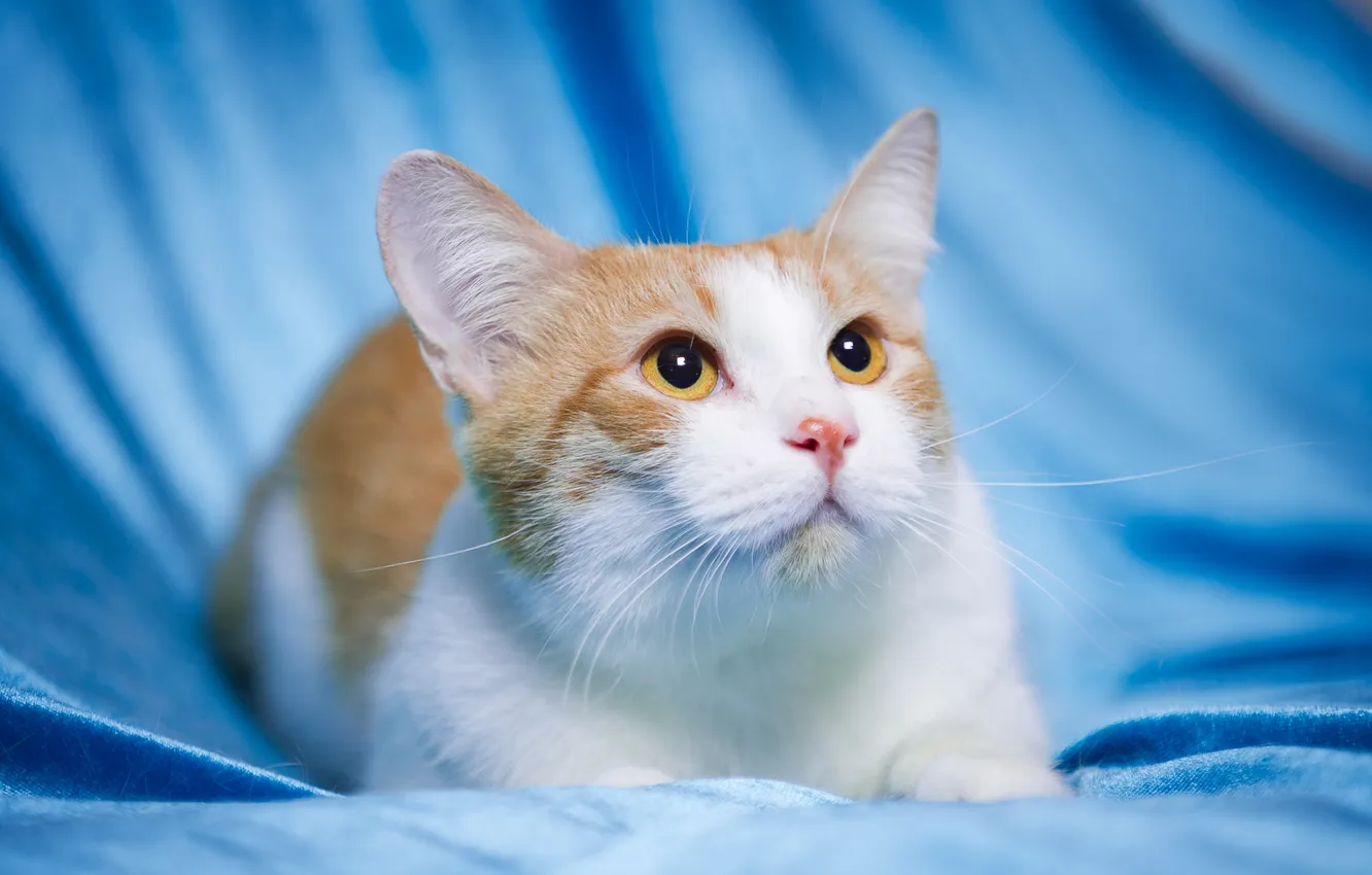 Photo wallpaper cat, look, background