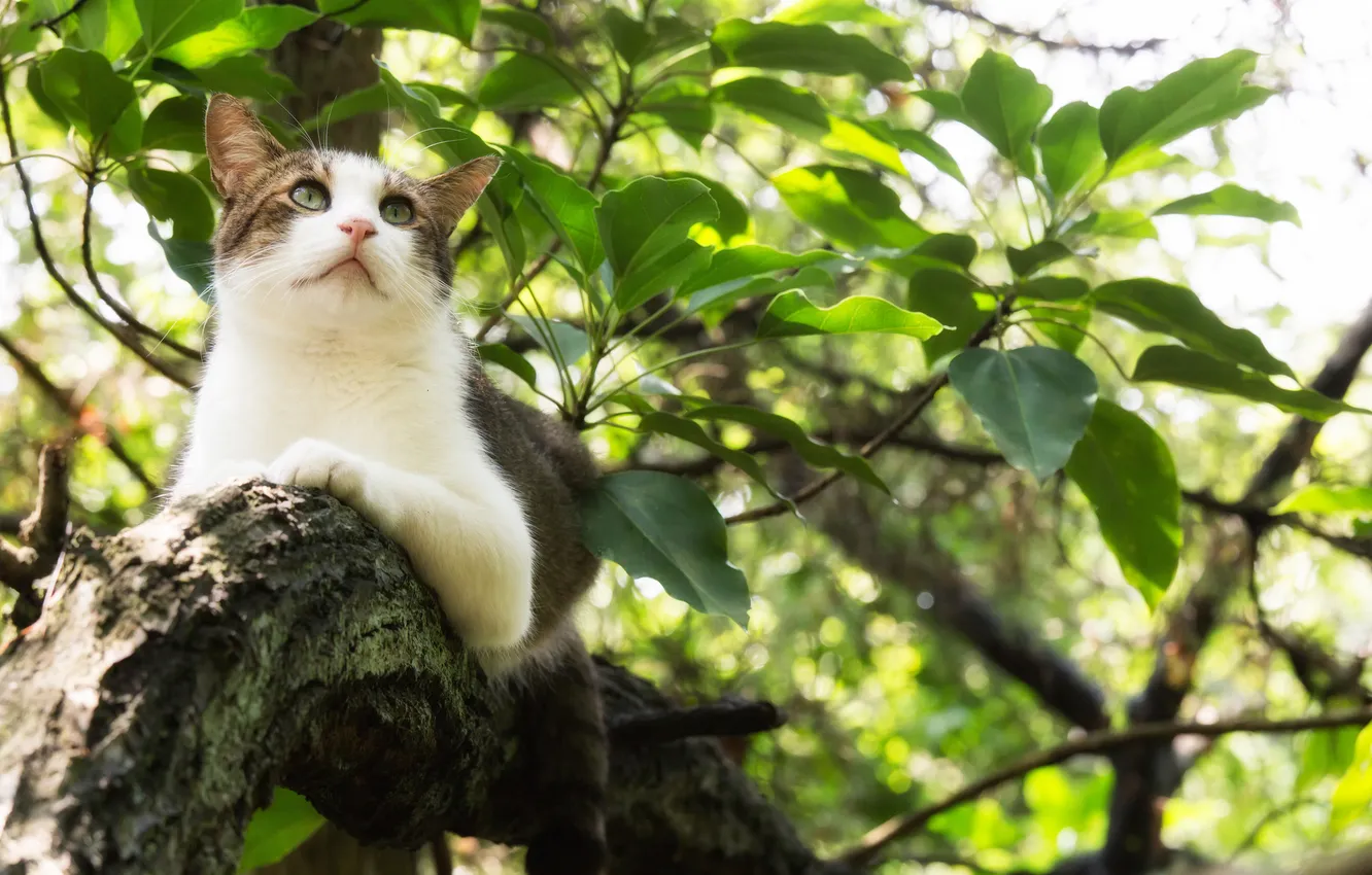 Photo wallpaper cat, leaves, trees, Koshak